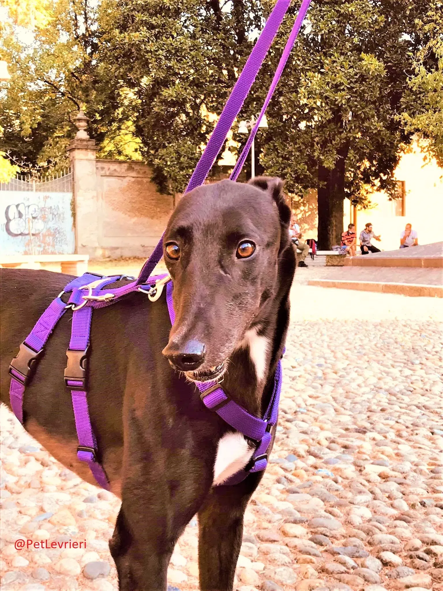 Breeze adozione levrieri greyhound 32 2