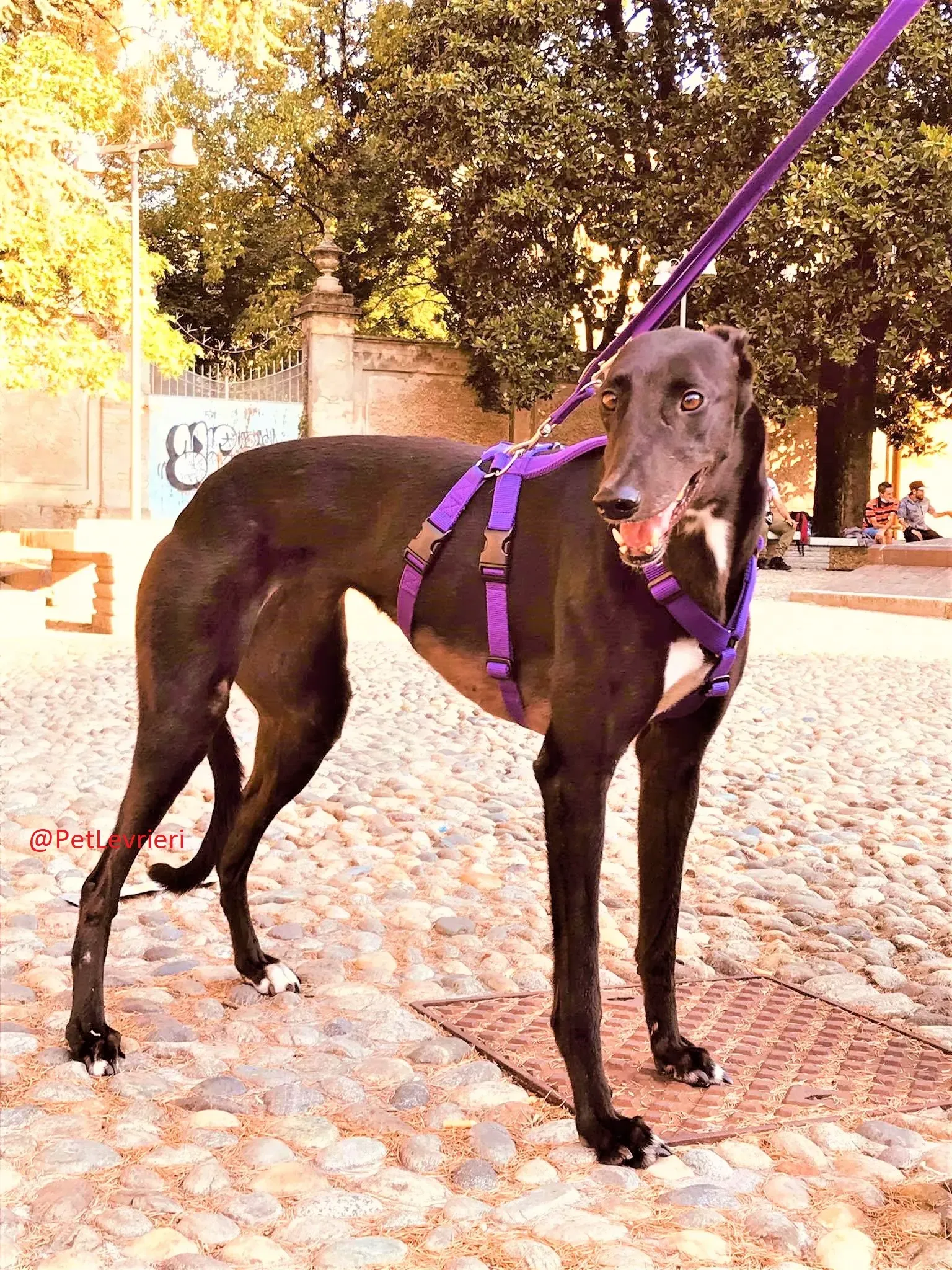 Breeze adozione levrieri greyhound 33 2