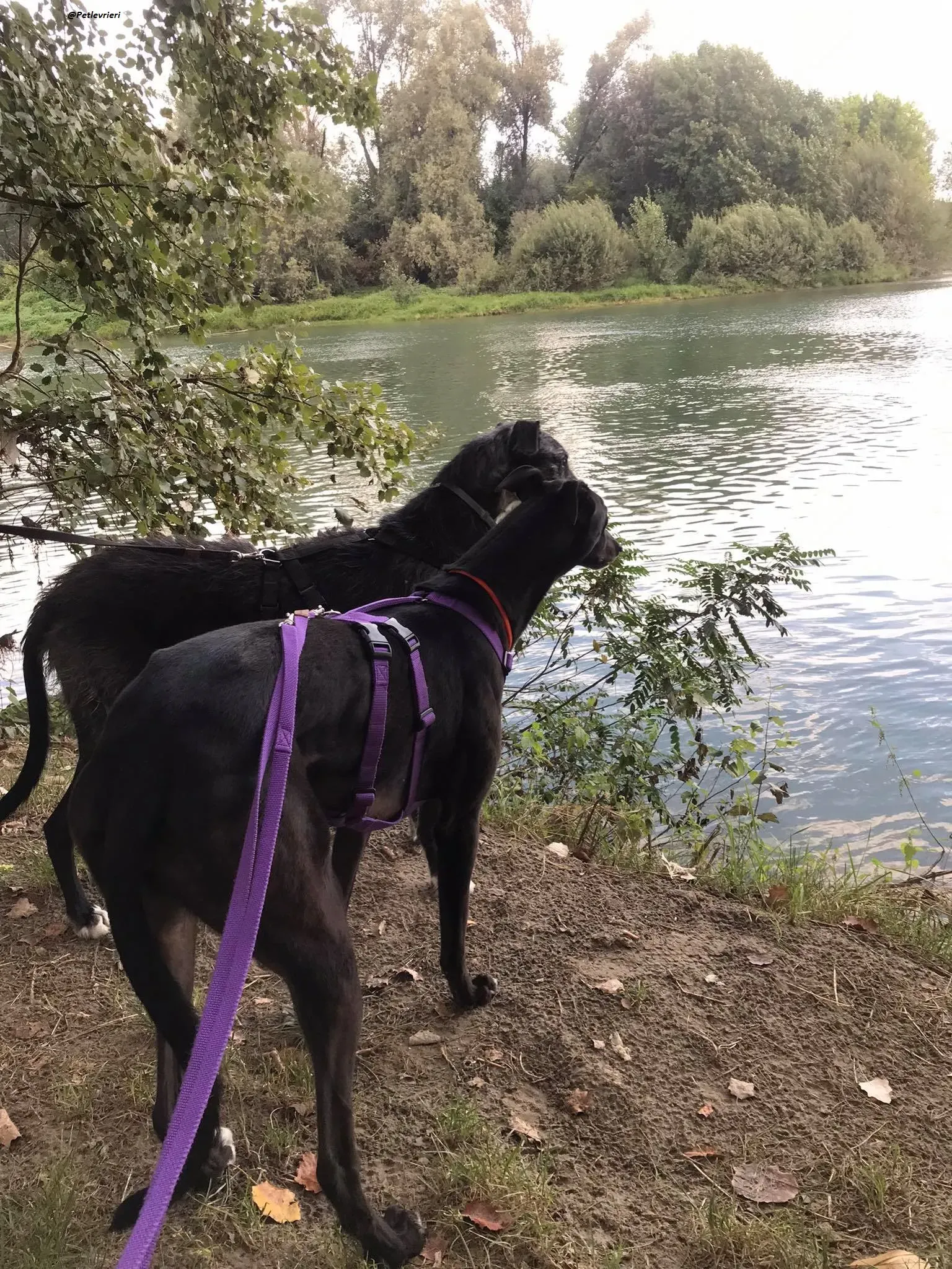 Breeze gianni greyhound galgo.adozionelevrieri dog ireland fosterhome 1