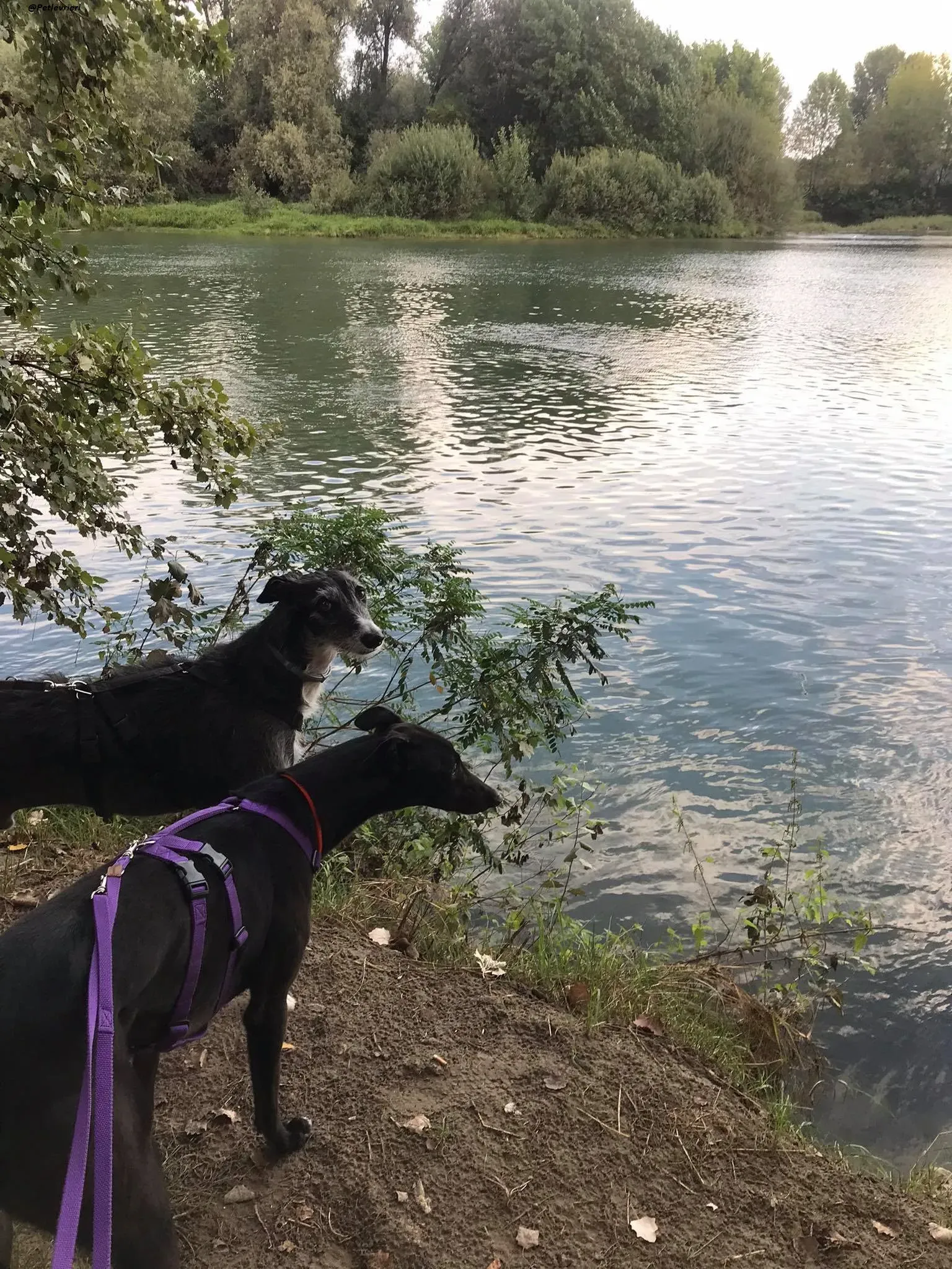 Breeze gianni greyhound galgo.adozionelevrieri dog ireland fosterhome 2