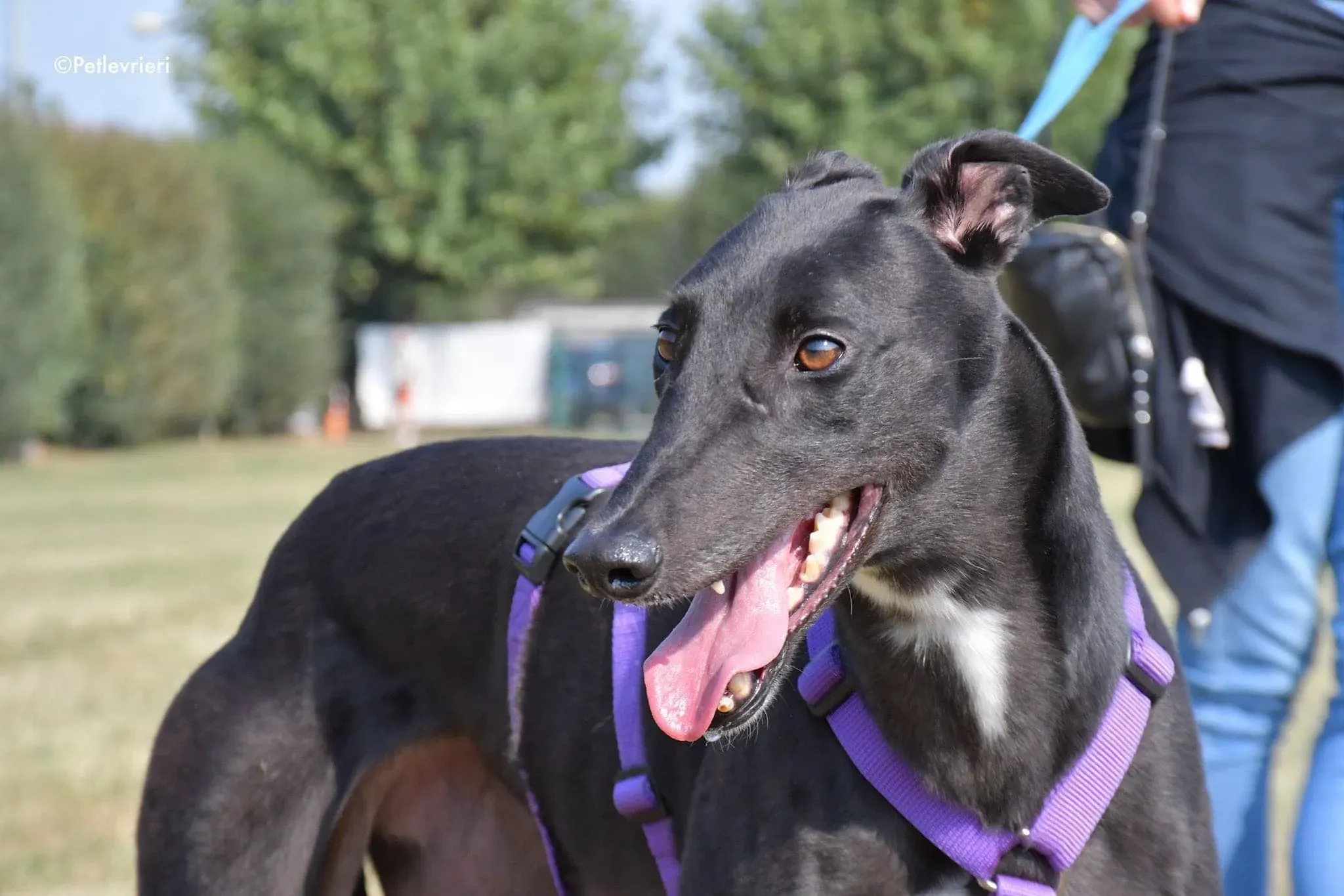 Breeze greyhound italy adozione levrieri cane nero 1