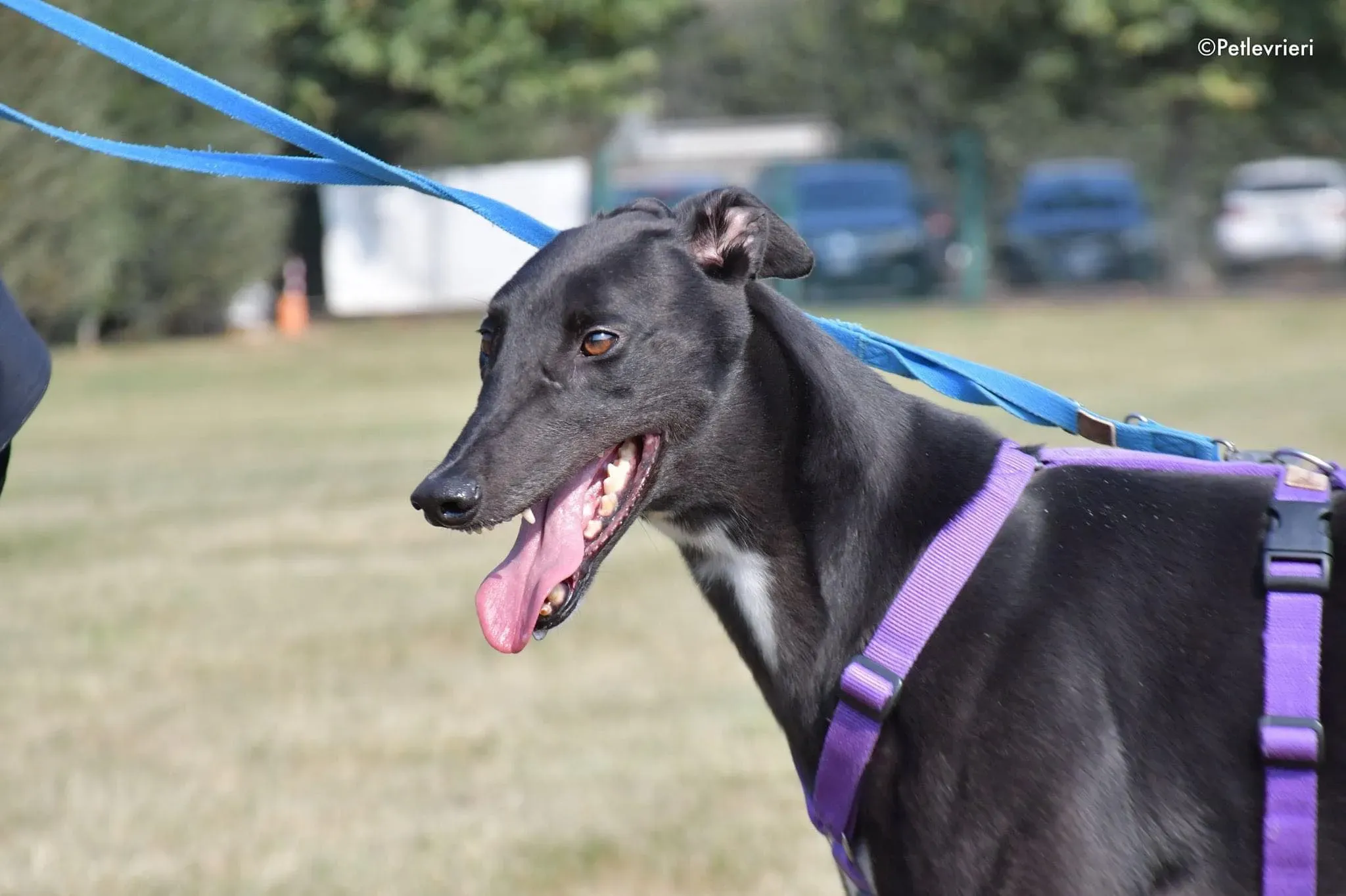 Breeze greyhound italy adozione levrieri cane nero 10