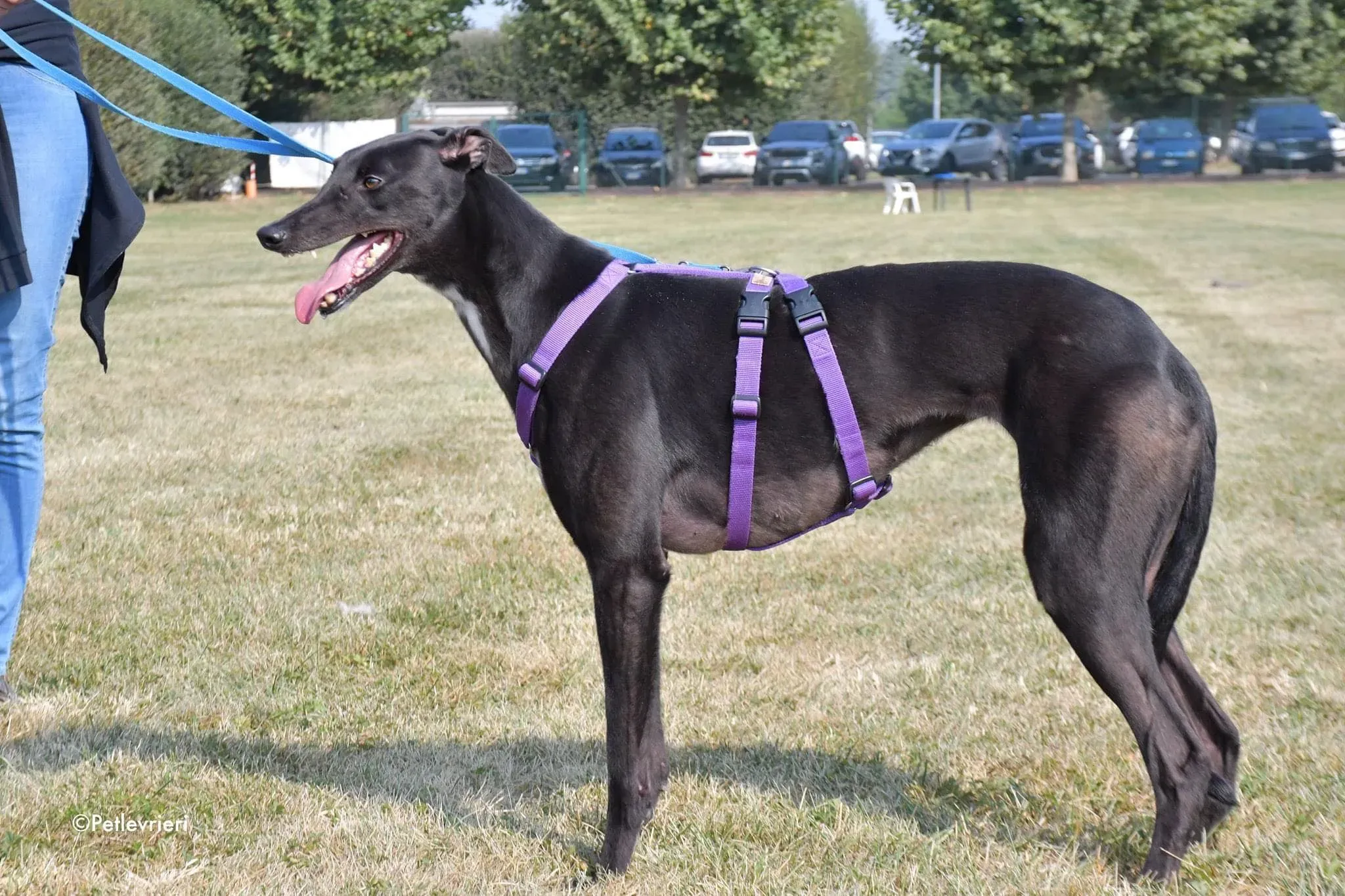 Breeze greyhound italy adozione levrieri cane nero 11