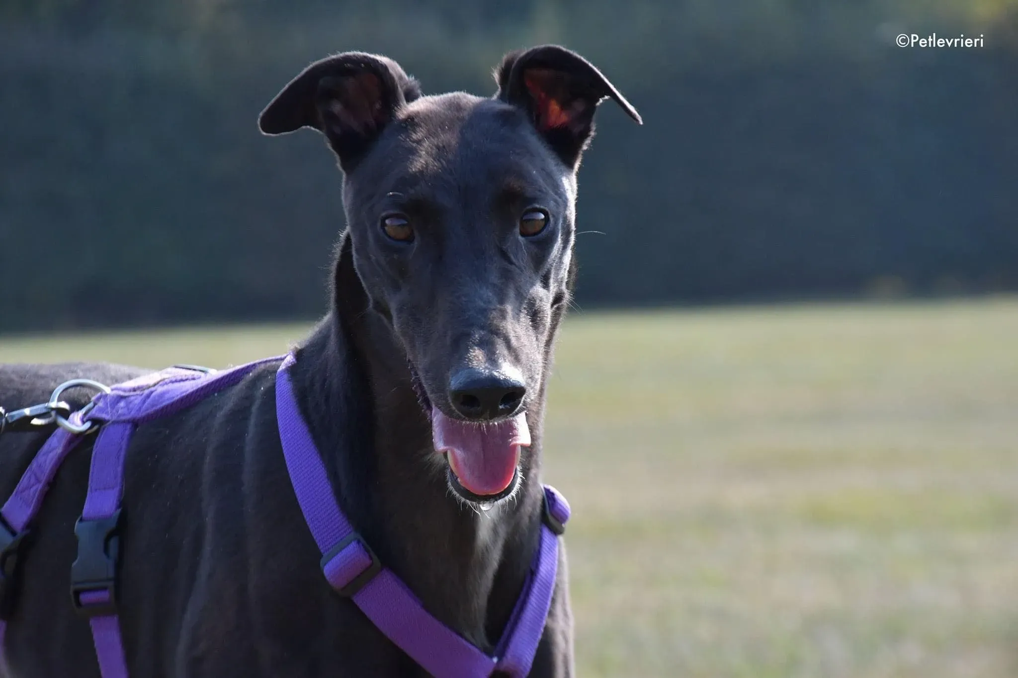 Breeze greyhound italy adozione levrieri cane nero 2