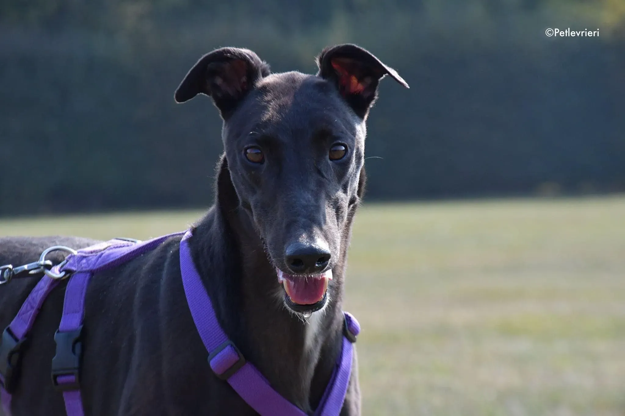 Breeze greyhound italy adozione levrieri cane nero 3