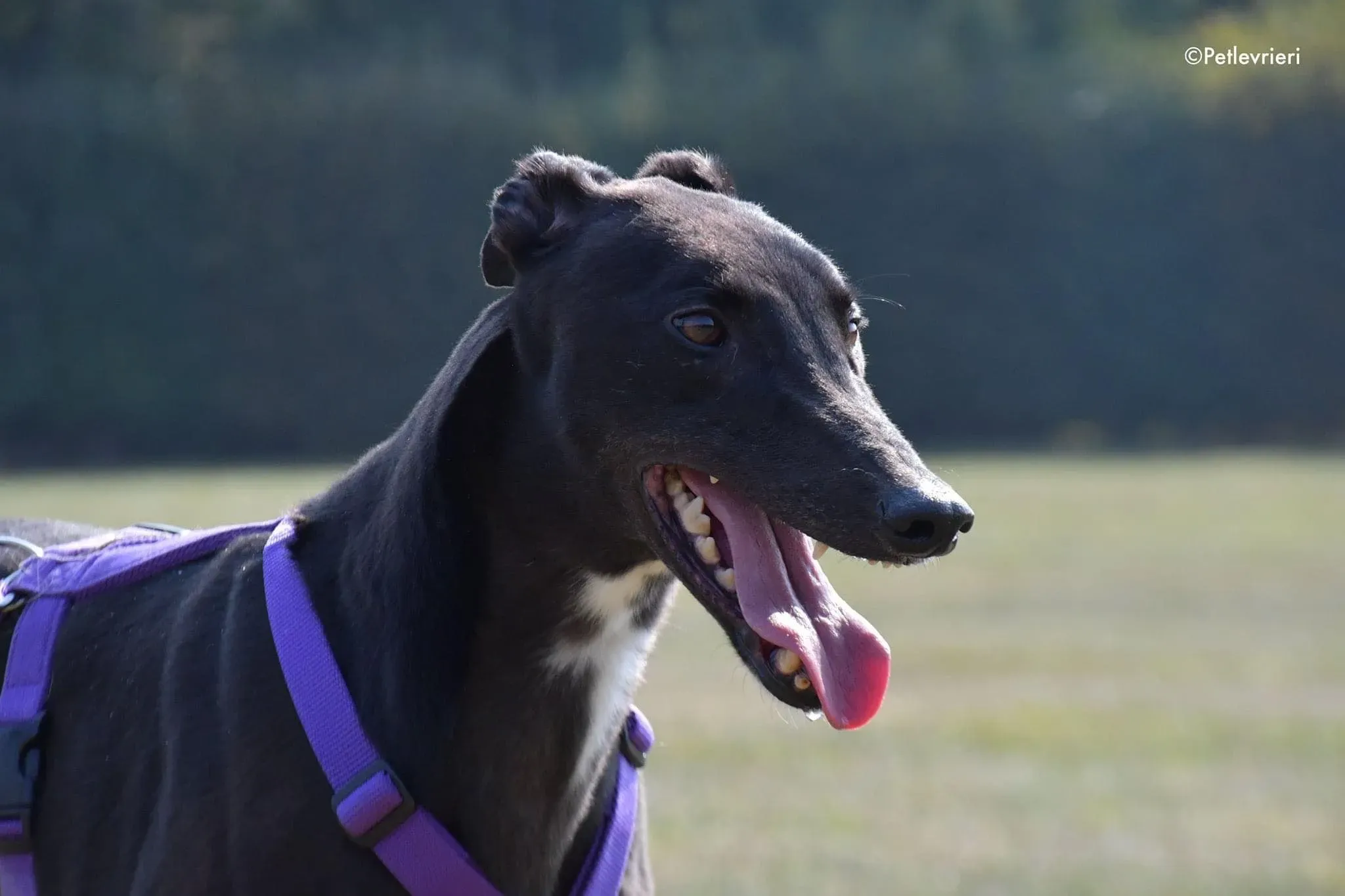 Breeze greyhound italy adozione levrieri cane nero 4