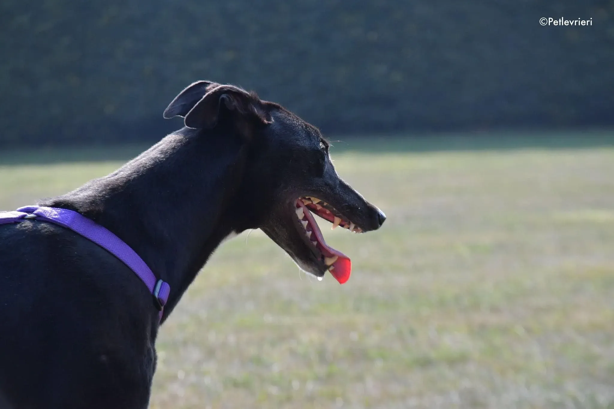 Breeze greyhound italy adozione levrieri cane nero 5
