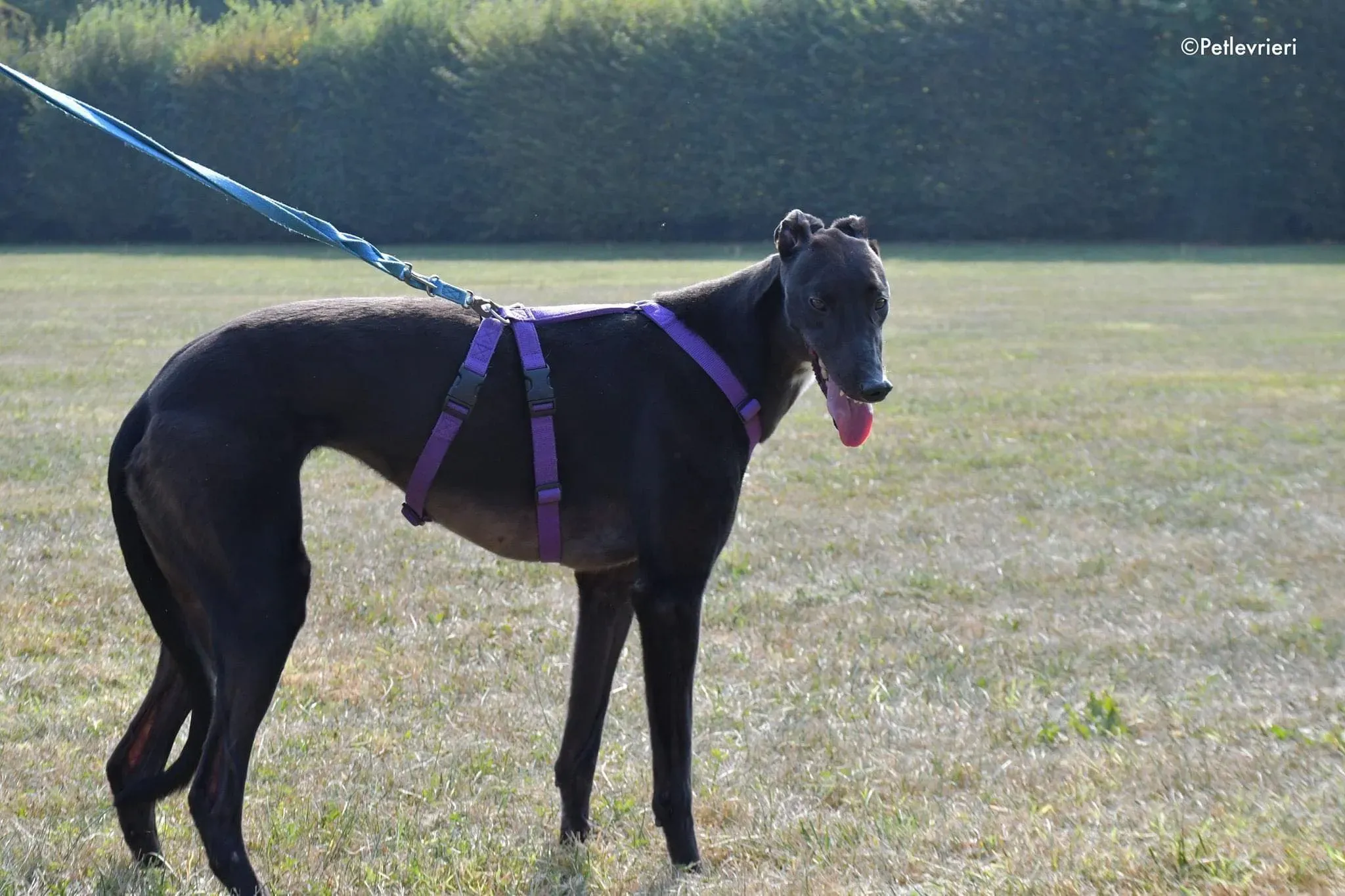 Breeze greyhound italy adozione levrieri cane nero 6