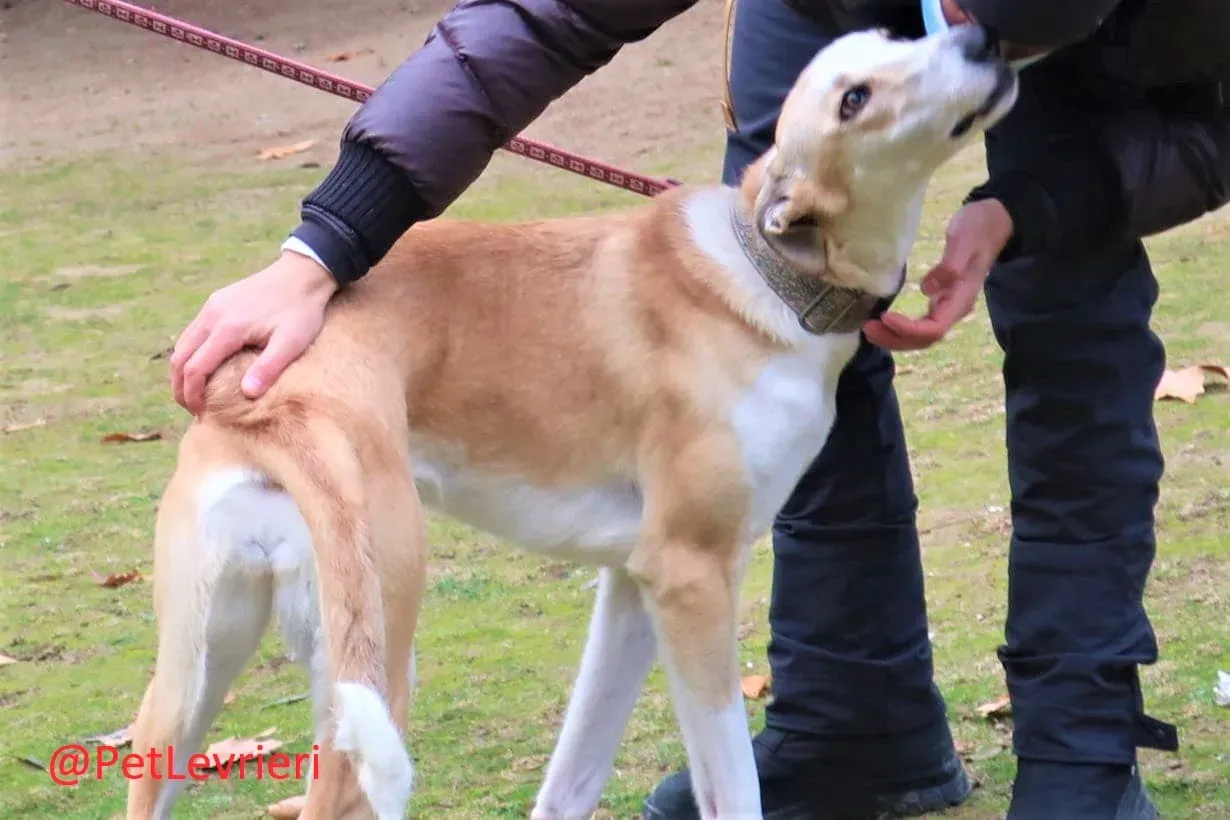 Brenda adozione levrieri galgo 01 2