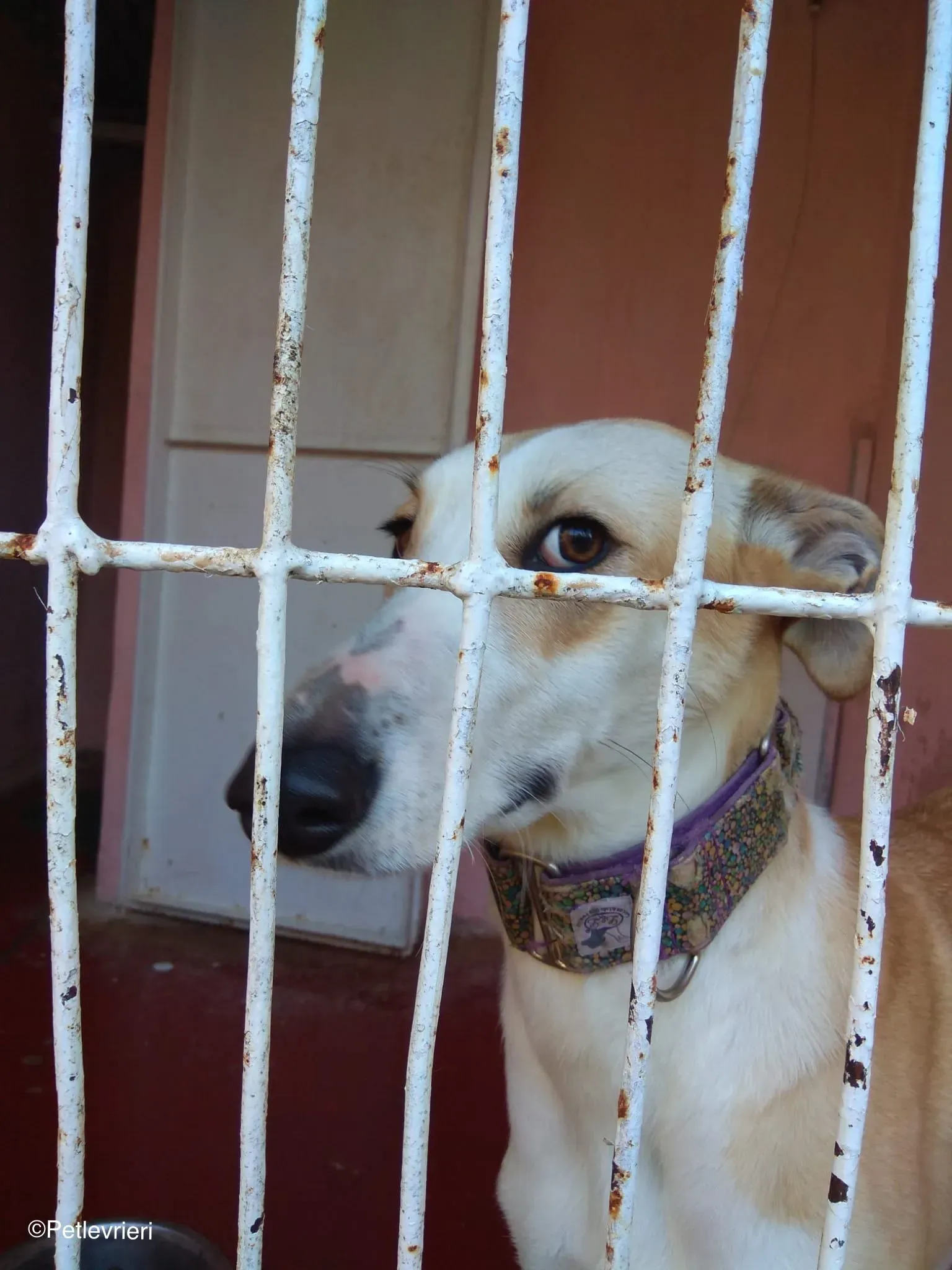 Brenda adozione levrieri galgo 01 1