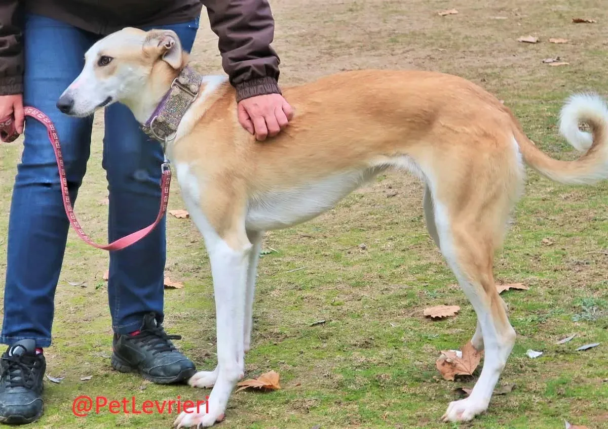Brenda adozione levrieri galgo 02 2