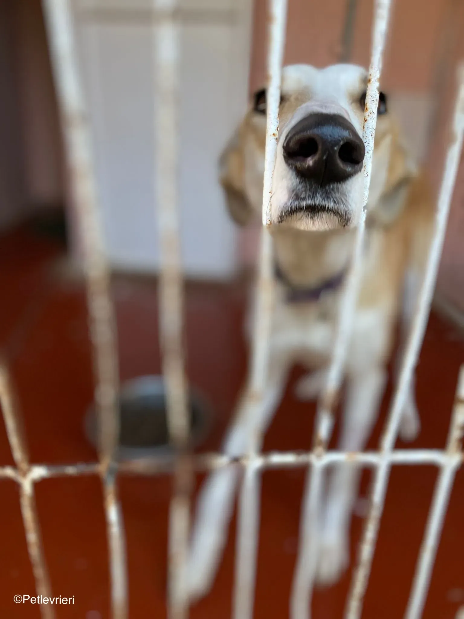 Brenda adozione levrieri galgo 02