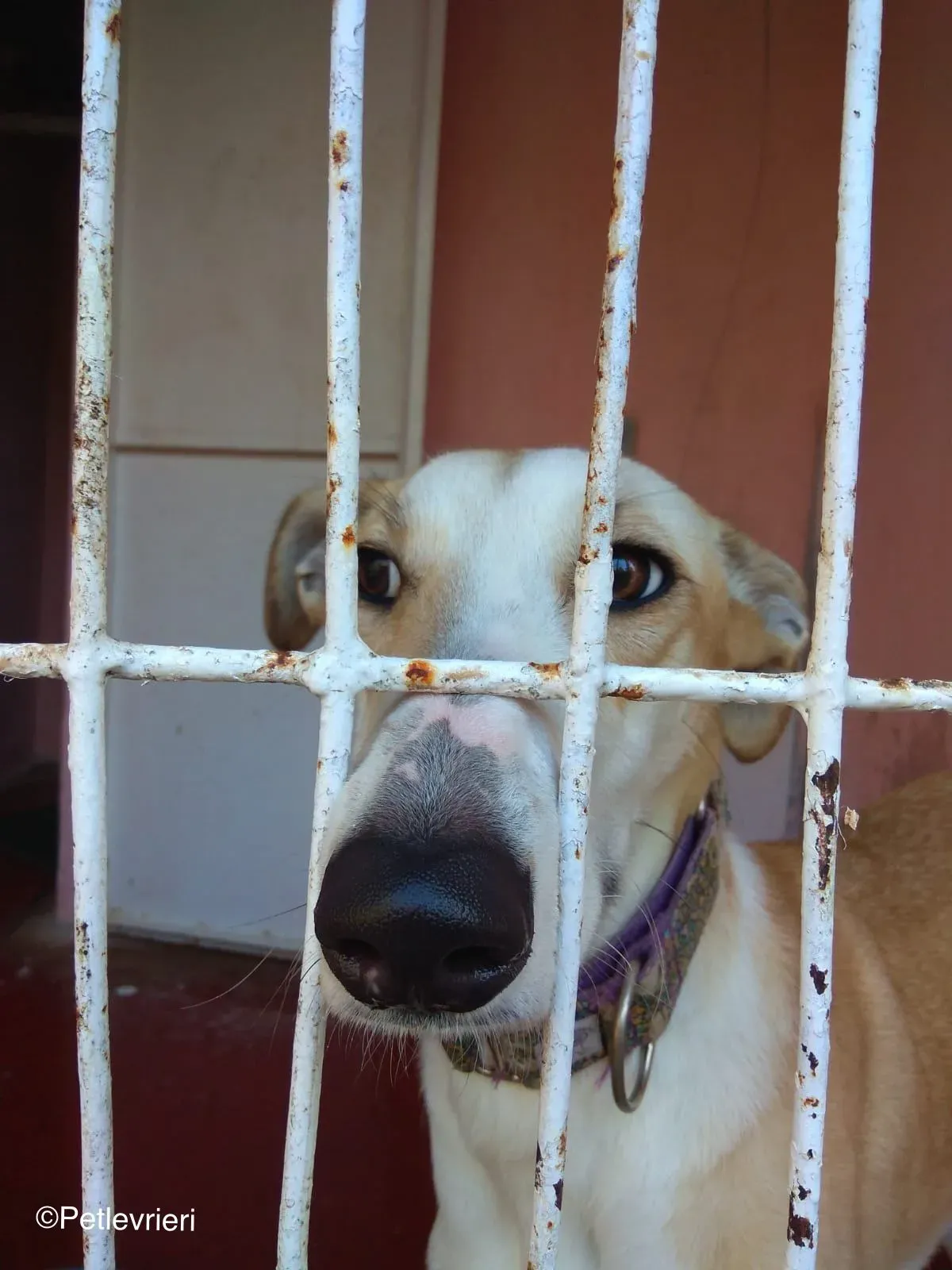 Brenda adozione levrieri galgo 02 1