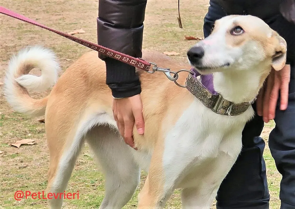 Brenda adozione levrieri galgo 03 2