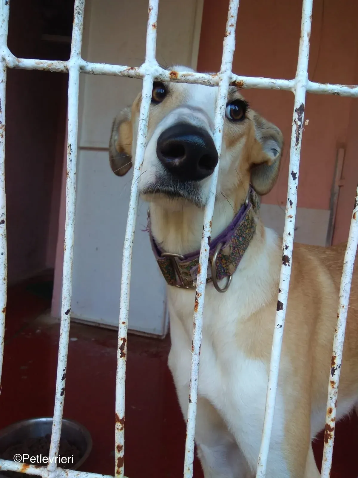 Brenda adozione levrieri galgo 03