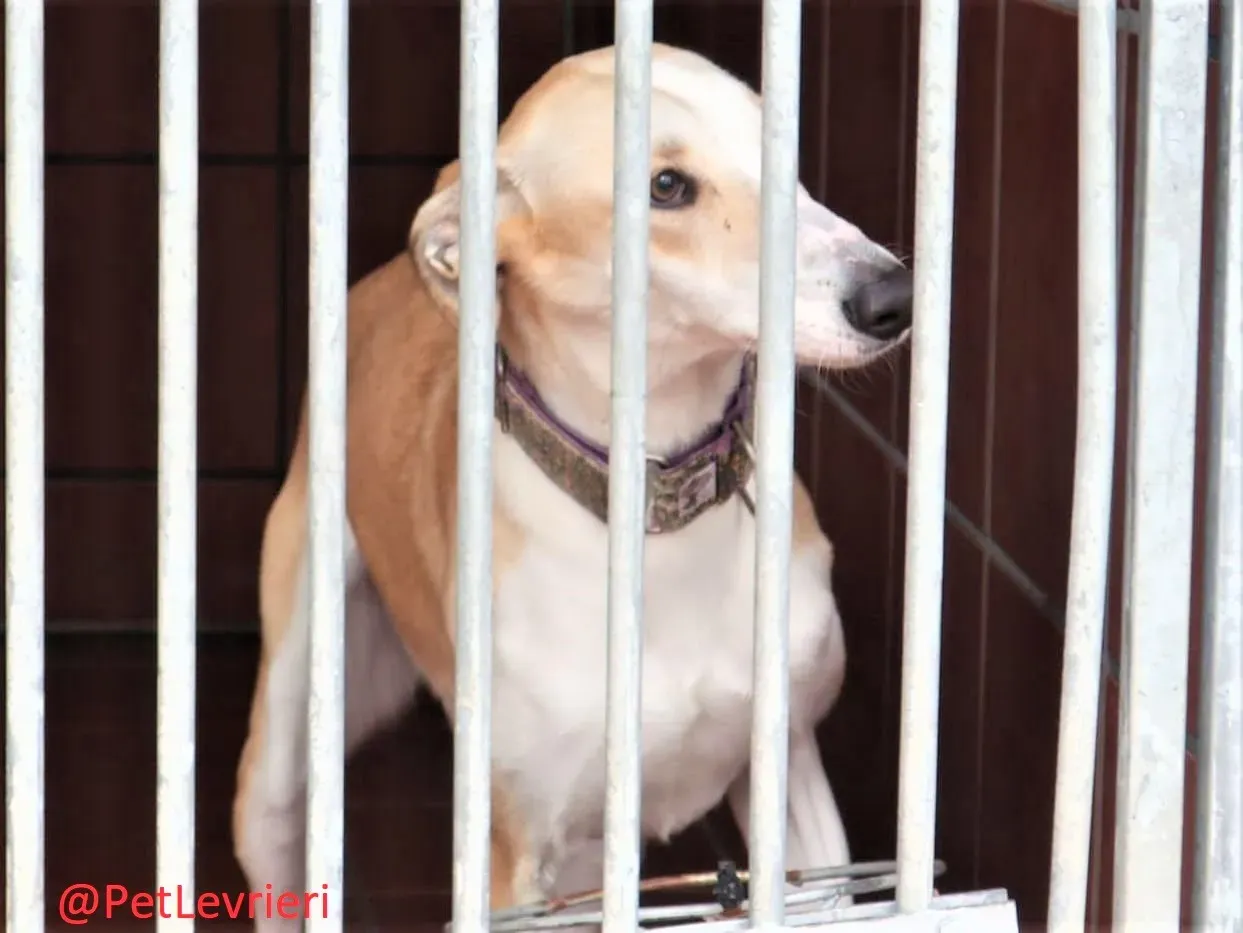 Brenda adozione levrieri galgo 04 2