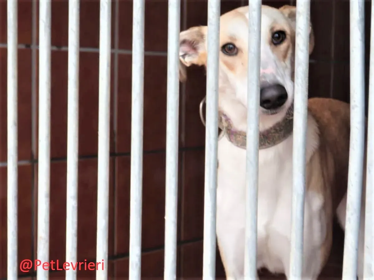 Brenda adozione levrieri galgo 05 2