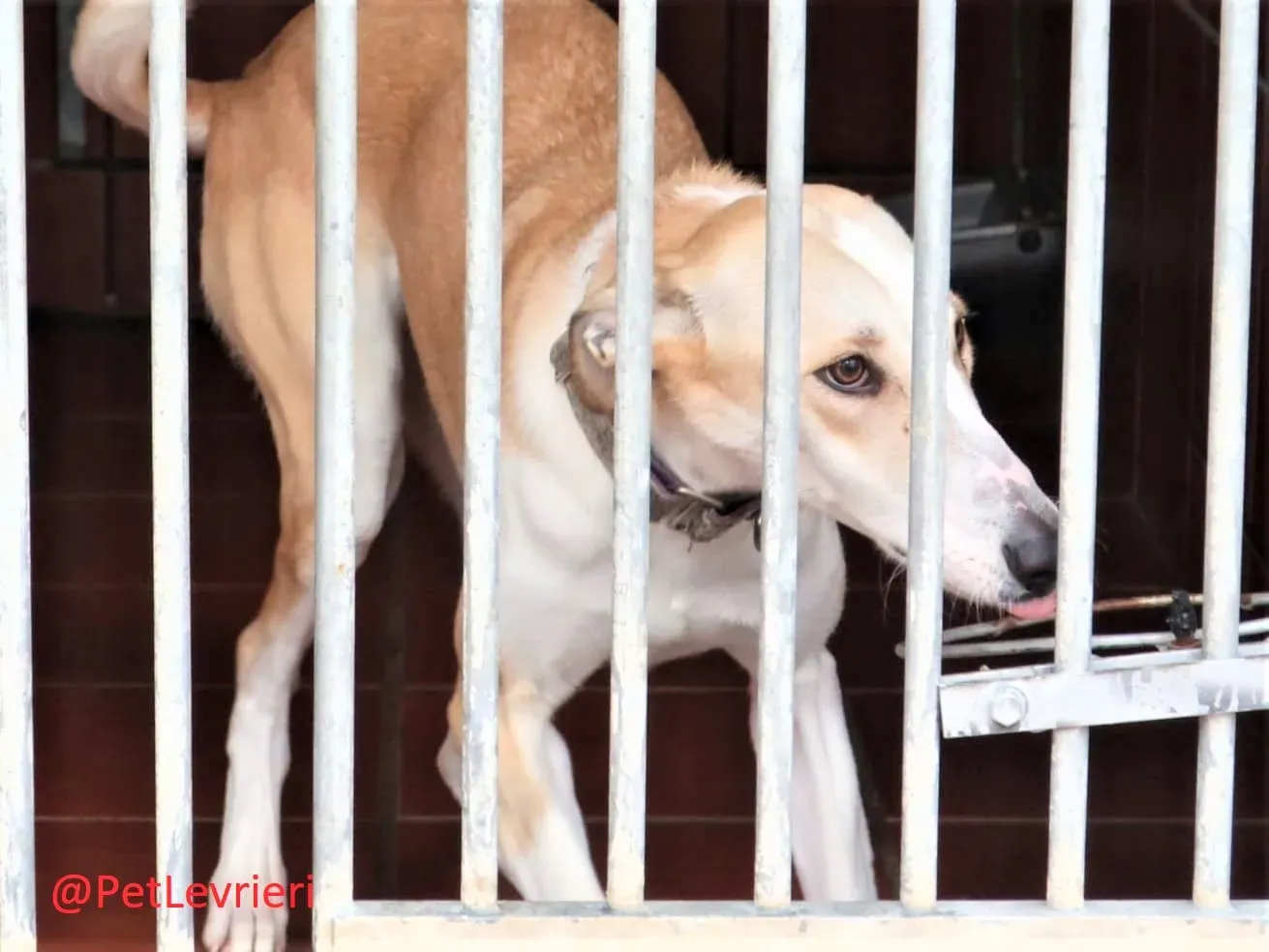 Brenda adozione levrieri galgo 06 2