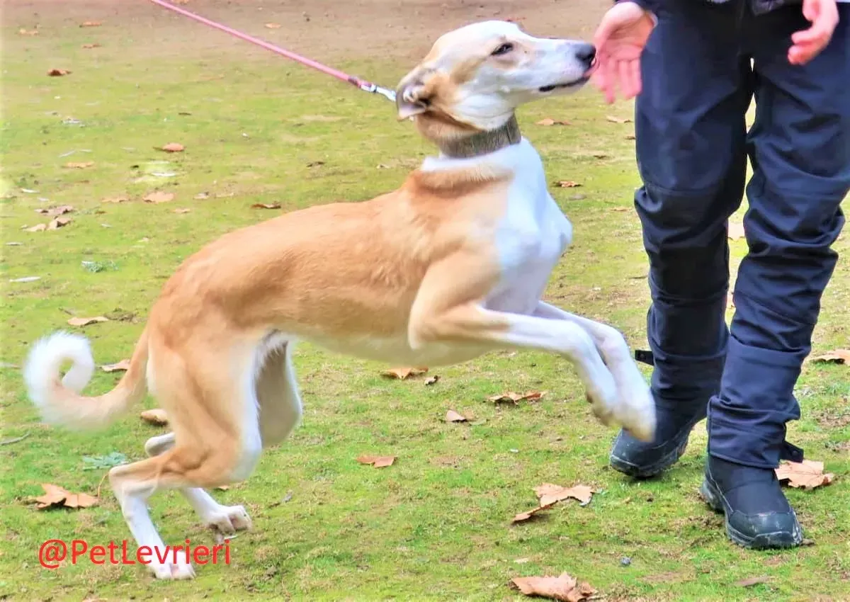 Brenda adozione levrieri galgo 07 2