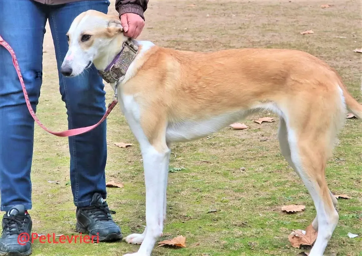 Brenda adozione levrieri galgo 08 2