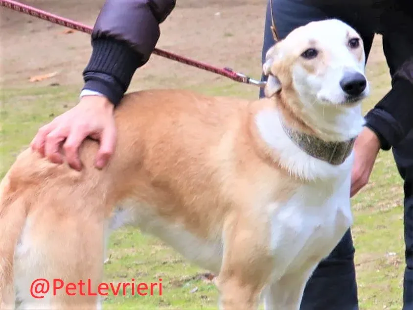 Brenda adozione levrieri galgo 09 2
