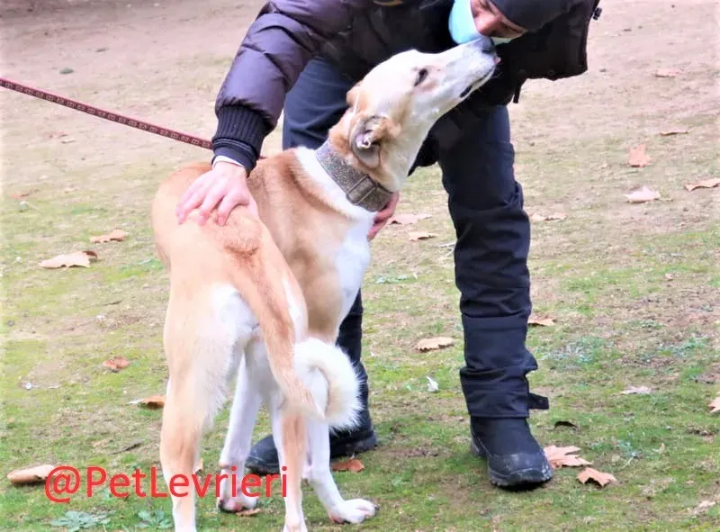 Brenda adozione levrieri galgo 10 2