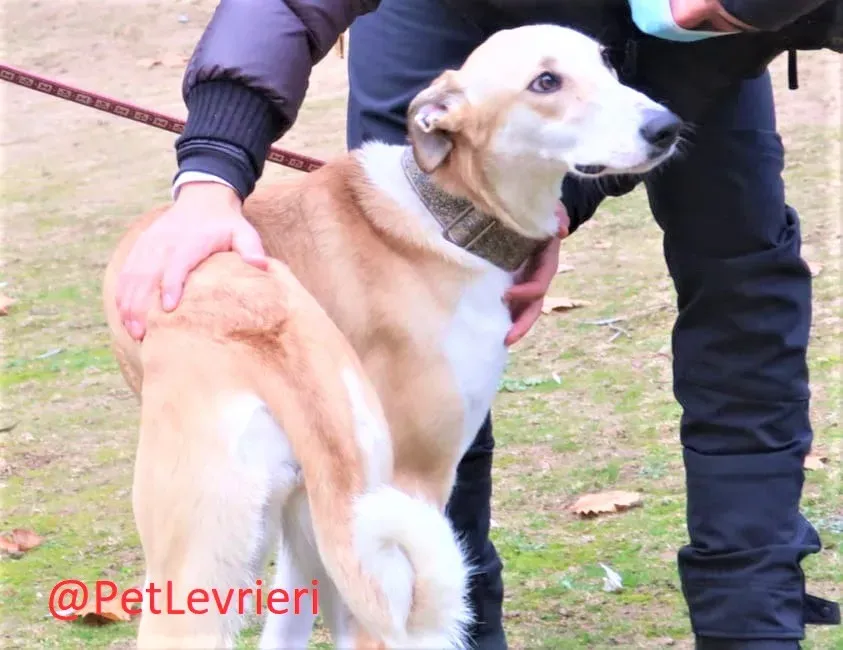 Brenda adozione levrieri galgo 11 2