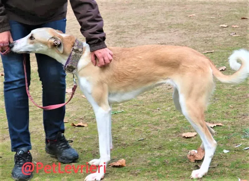 Brenda adozione levrieri galgo 12 2