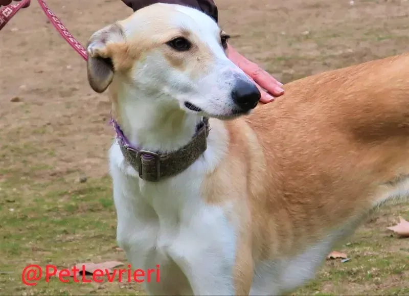 Brenda adozione levrieri galgo 13 2