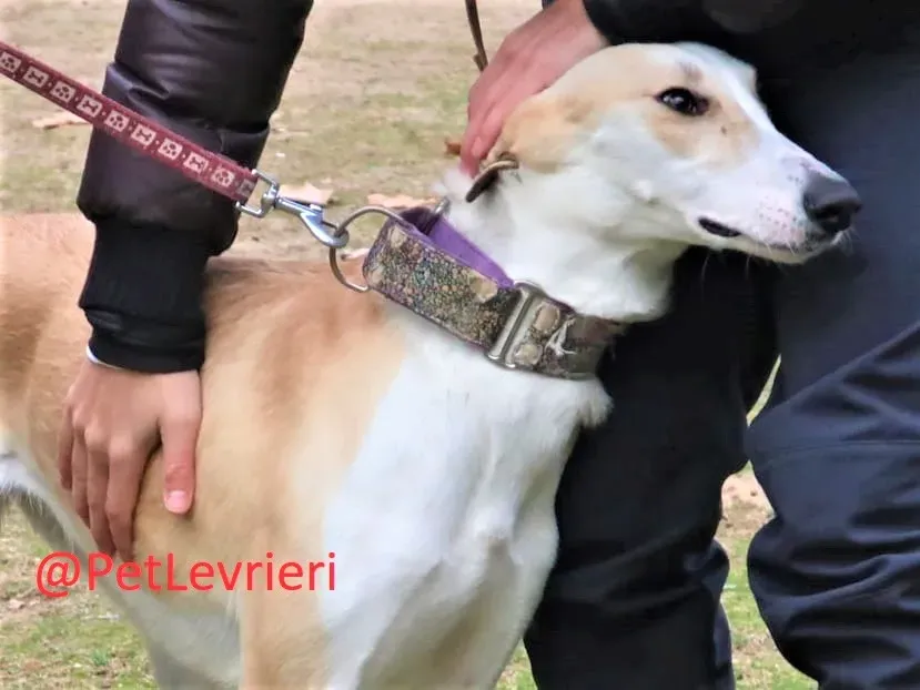 Brenda adozione levrieri galgo 14 2