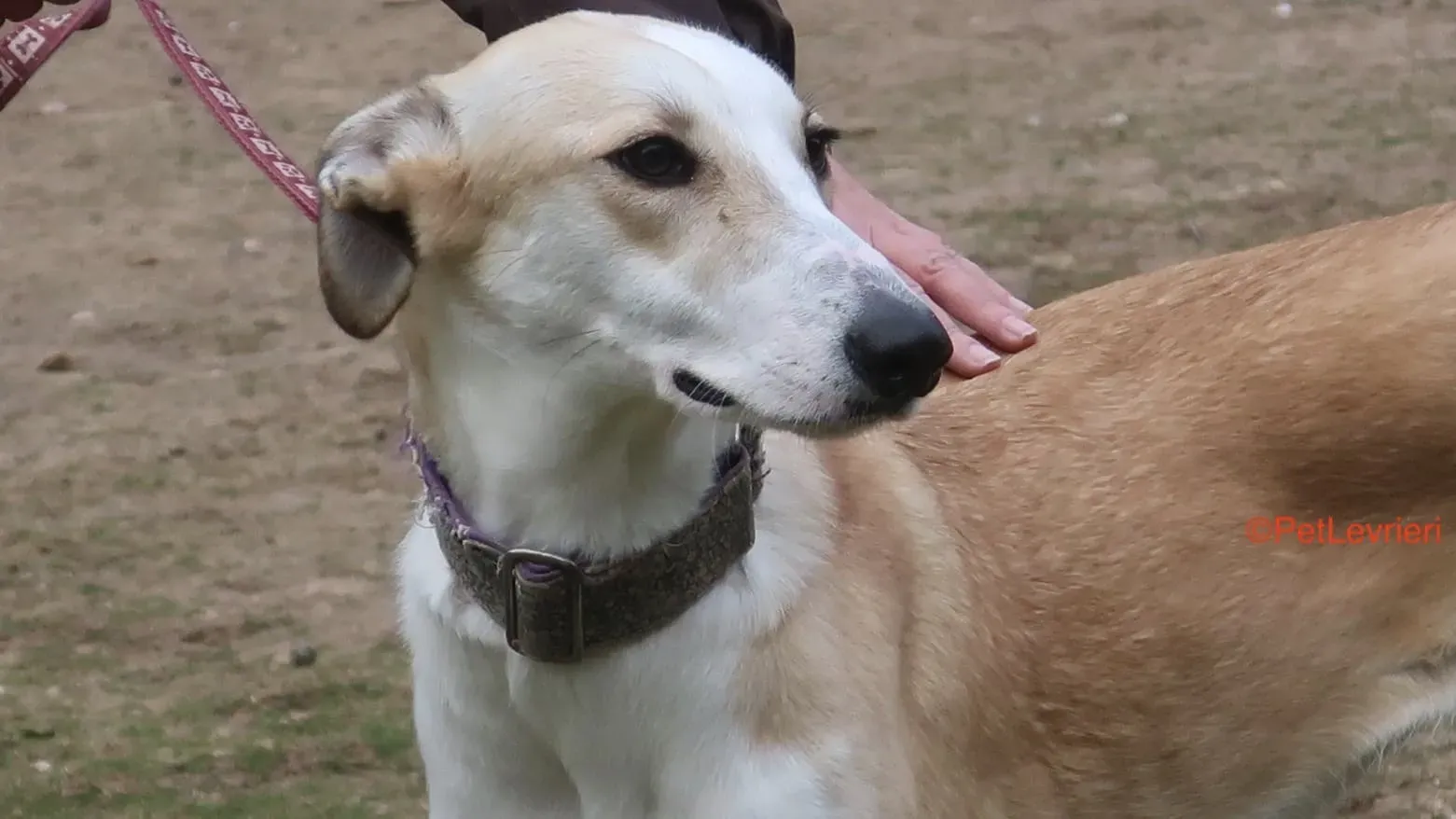 Brenda adozione levrieri galgo 4 2