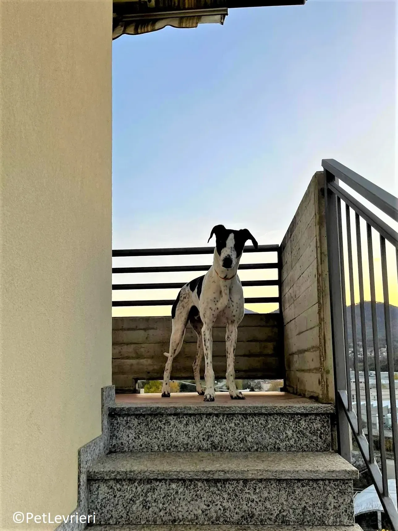 Brendan adozione levrieri greyhound 10 2