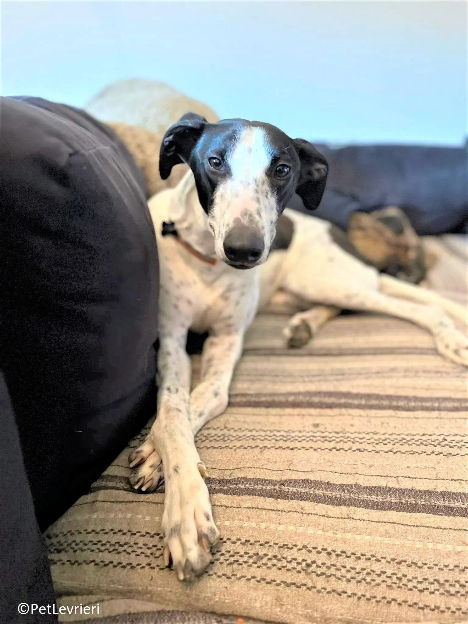 Brendan adozione levrieri greyhound 11 2