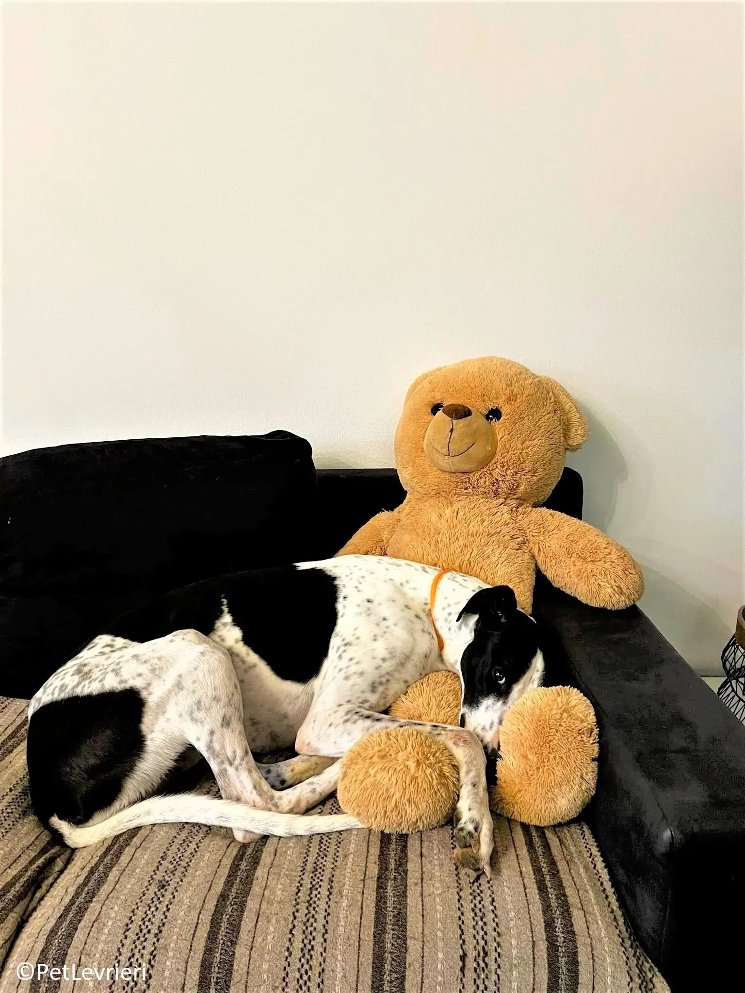 Brendan adozione levrieri greyhound 12 2