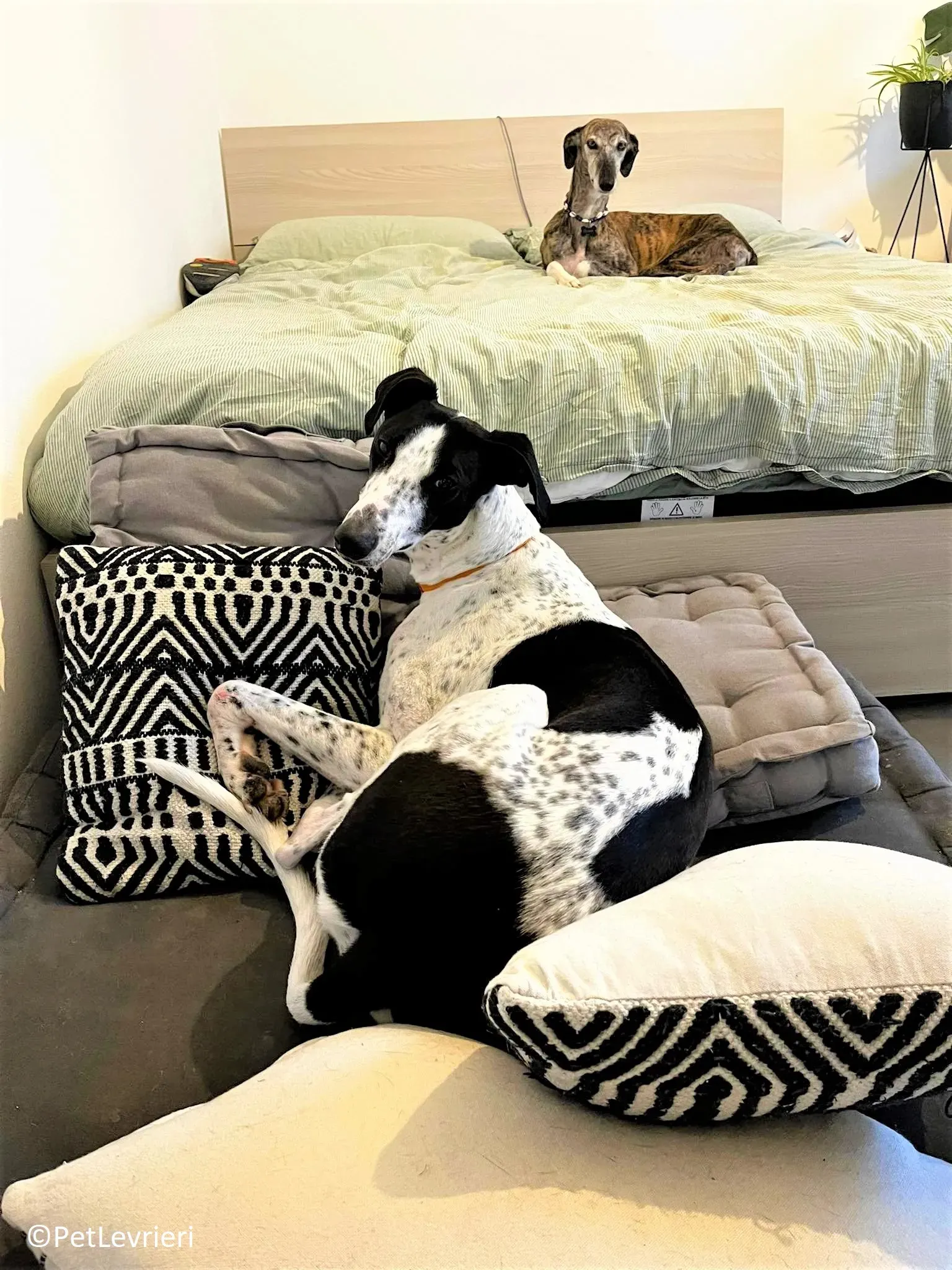 Brendan adozione levrieri greyhound 13 2