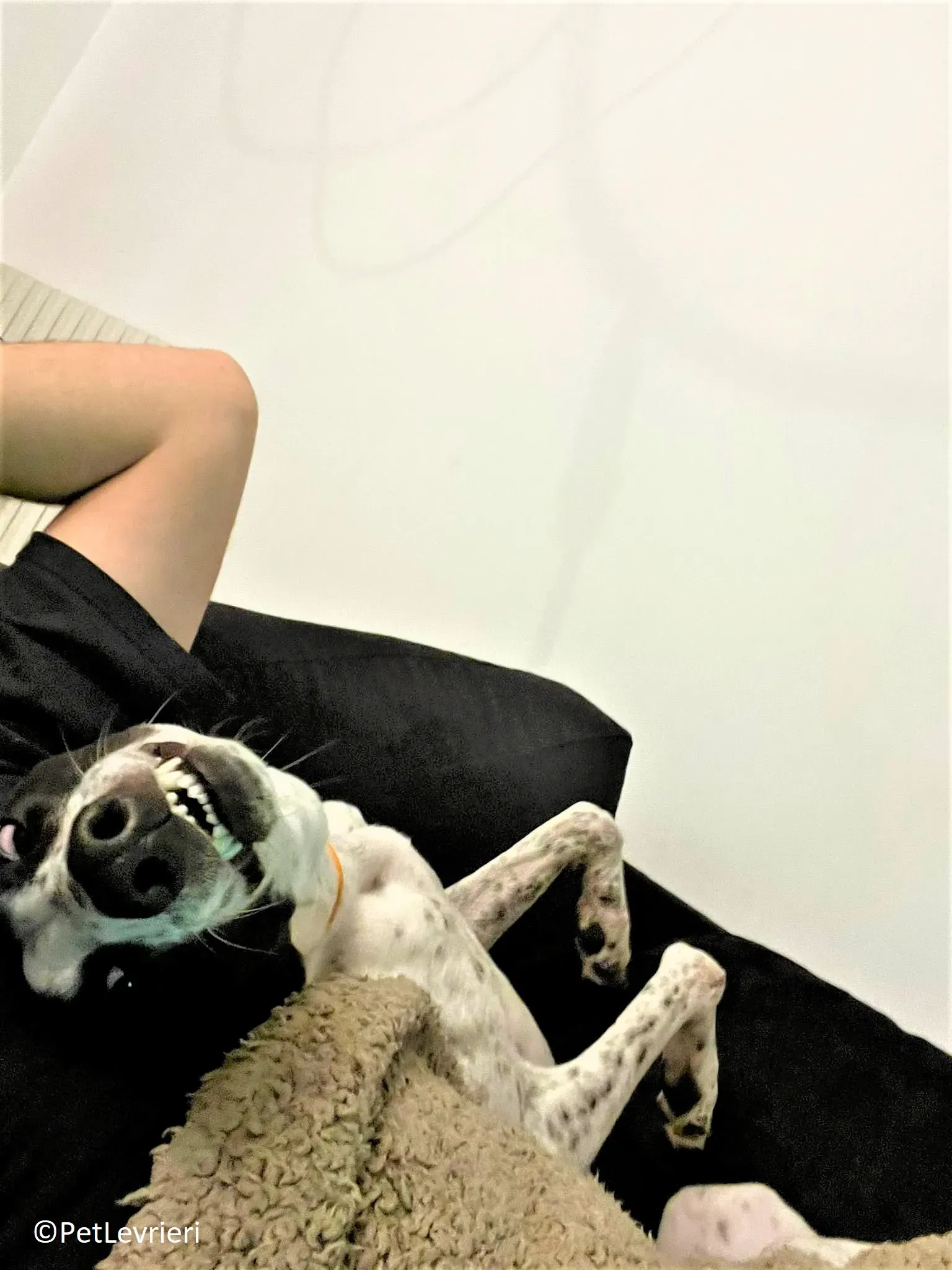 Brendan adozione levrieri greyhound 14 2