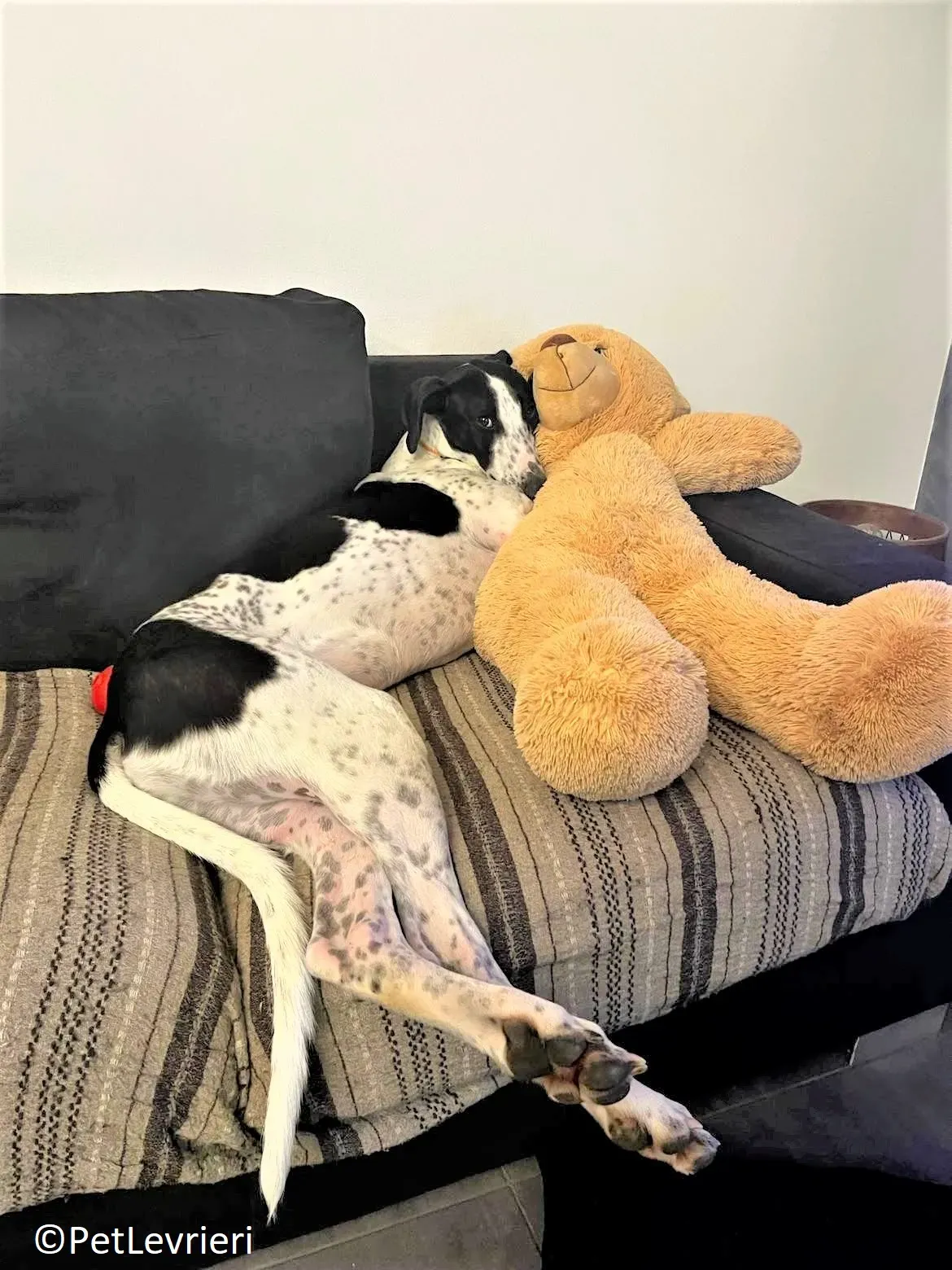 Brendan adozione levrieri greyhound 15 2