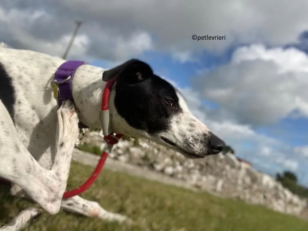 Brendan adozione levriero greyhound 1 1