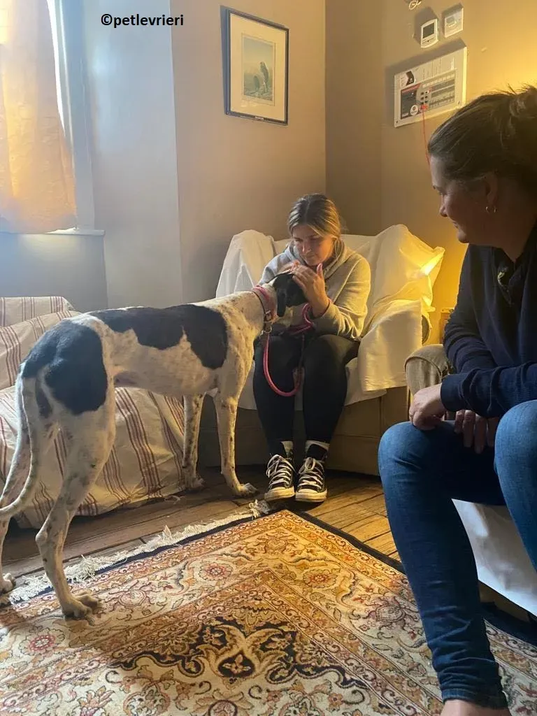 Brendan adozione levriero greyhound 1