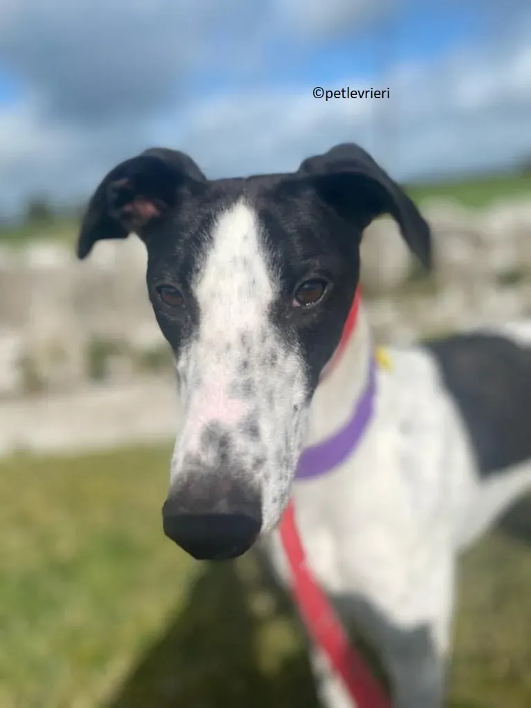 Brendan adozione levriero greyhound 10 2