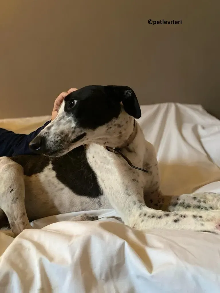 Brendan adozione levriero greyhound 10