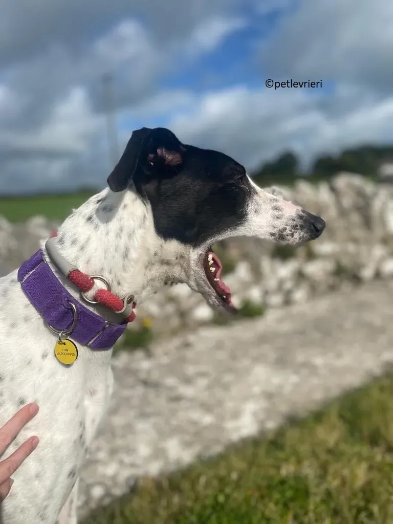 Brendan adozione levriero greyhound 11 1