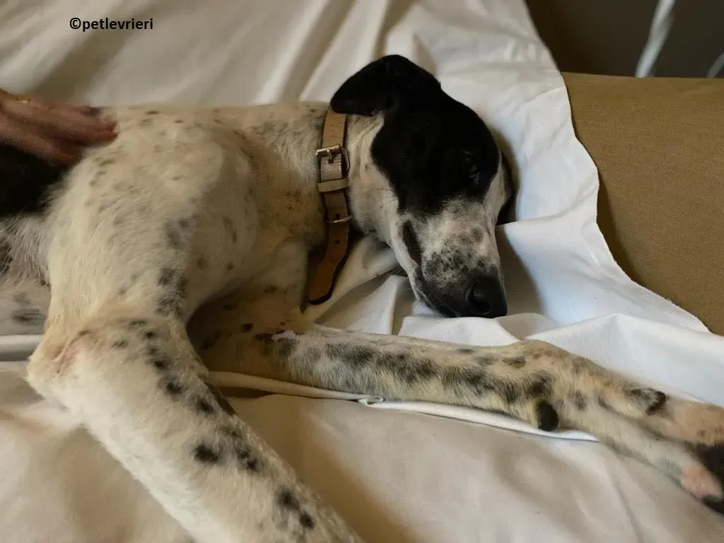 Brendan adozione levriero greyhound 11