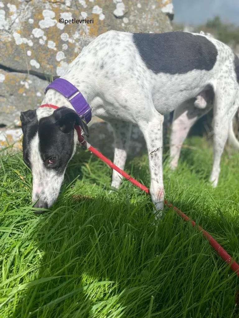 Brendan adozione levriero greyhound 12 1