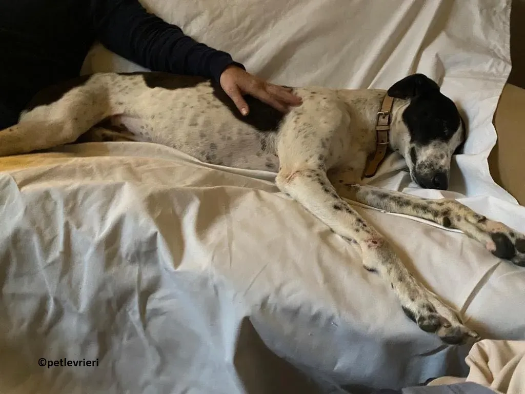 Brendan adozione levriero greyhound 12