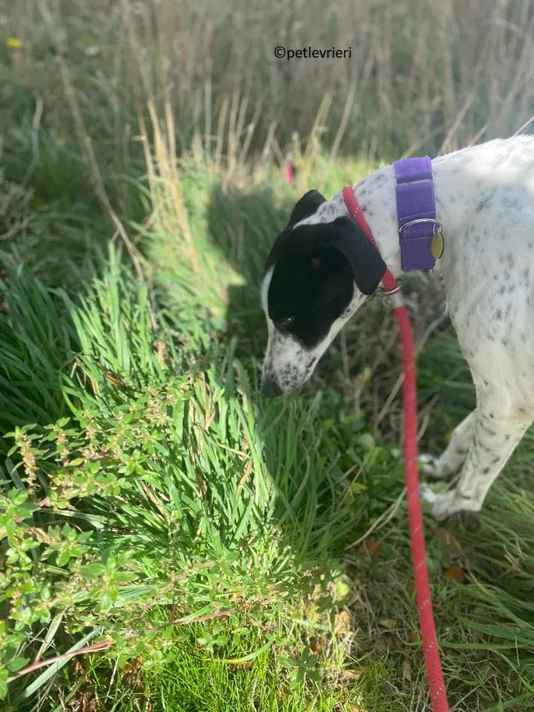 Brendan adozione levriero greyhound 13 1