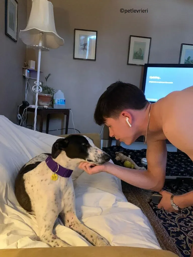 Brendan adozione levriero greyhound 13