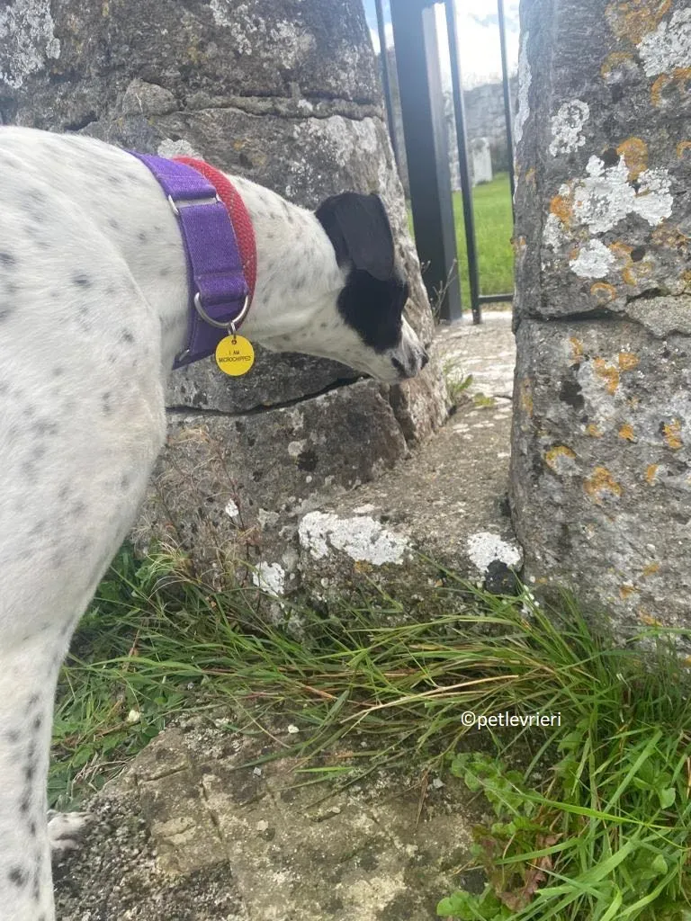 Brendan adozione levriero greyhound 14 1