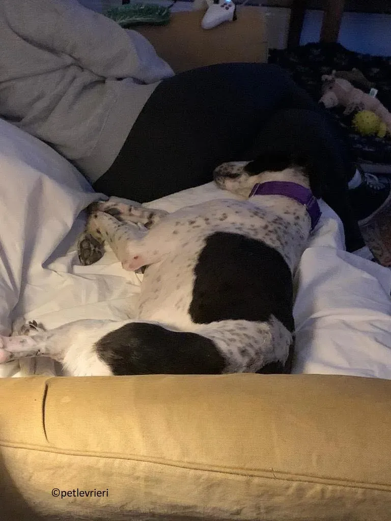 Brendan adozione levriero greyhound 14