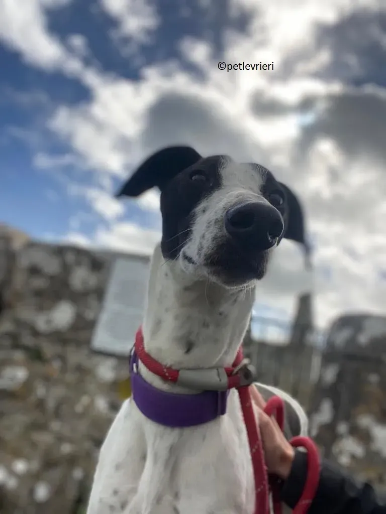 Brendan adozione levriero greyhound 15 1